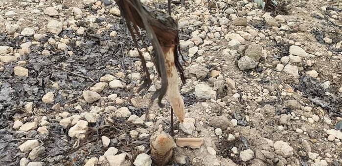 ASAJA CLM tacha de "inútil e inservible" la declaración de comarca cinegética contra los daños del conejo