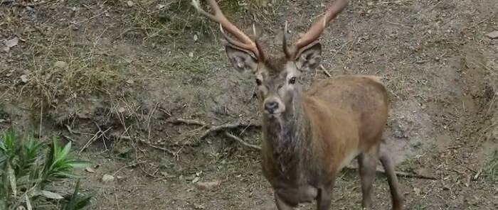 Castilla-La Mancha abre las puertas a la berrea del ciervo con visitas guiadas en Piedrabuena