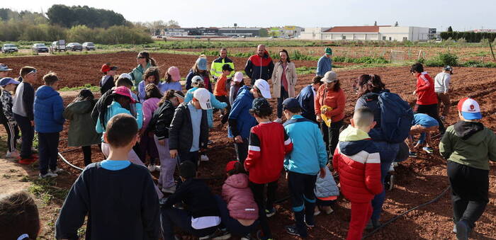 El alumnado del CEIP Pablo Ruiz Picasso participa en una plantación de patatas en el Aula Agrícola de Alcázar de San Juan