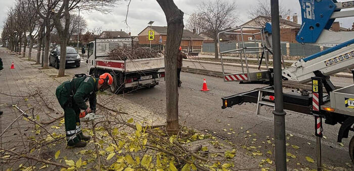 La campaña de poda actuará en más de 1.000 árboles este curso