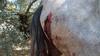 imagen de La Guardia Civil desarticula una organización dedicada a estafar a compañías de seguros para cobrar la indemnización por la muerte de caballos