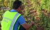 imagen de Incautan 75.000 plantas de cannabis en Villarrobledo,el mayor alijo de España