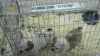 imagen de La Guardia Civil interviene 73 cachorros de perro transportados de forma irregular 