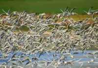 Aves en el Complejo Lagunar de Alcázar de San Juan