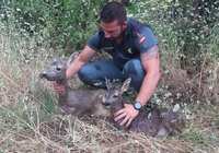 La Guardia Civil salva en El Viso del Marqués a una hembra de corzo y su cría de una muerte segura por ahogamiento