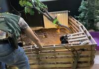 La Guardia Civil interviene casi 500 animales exóticos en un falso refugio de Ávila