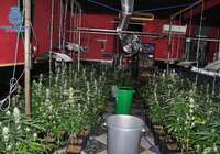 La Policía Nacional desmantela una red de plantaciones dedicada al cultivo "indoor" de marihuana en Puertollano