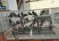 La Guardia Civil desarticula un clan familiar tras un intento de asesinato con disparos en La Puebla de Montalbán