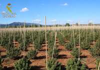 Intervenidas 12.000 plantas de marihuana en una finca de Sonseca dedicada a un falso cultivo de cáñamo industrial