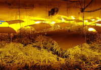 Desmantelado en Talavera un laboratorio clandestino donde se cultivaban 490 plantas de cannabis sativa