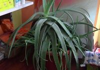 imagen de El aloe vera remedio para todo Imagen: El aloe vera remedio para todo