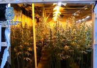 Desarticulada una organización criminal asentada en la provincia de Albacete dedicada al cultivo intensivo de marihuana
