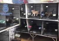Rescatados 270 perros tras desmantelar en Madrid dos criaderos ilegales de chihuahuas