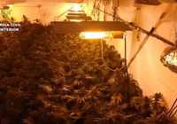 Detenidas 32 personas e investigadas otras 3 en varias operaciones contra el cultivo y tráfico de drogas en la provincia de Ciudad real
