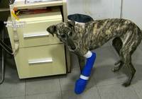 El SEPRONA ha realizado durante 2016 más de 11.700 actuaciones contra el maltrato animal