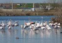 Laguna de Navaseca. Daimiel (Ciudad Real)