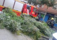 imagen de Se desploma un árbol de gran tamaño en la calle Toledo de Ciudad Real