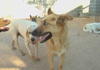 imagen de Las perreras municipales y protectoras de animales se ven saturadas durante el periodo estival  Imagen: Las perreras municipales y protectoras de animales se ven saturadas durante el periodo estival