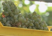 imagen de Se establece un nuevo contrato entre vendedores y compradores de uva en Castilla-La Mancha Imagen: Se establece un nuevo contrato entre vendedores y compradores de uva en Castilla-La Mancha