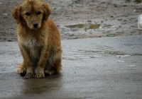 imagen de La cifra de animales abandonados se dispara en verano Imagen: La cifra de animales abandonados se dispara en verano